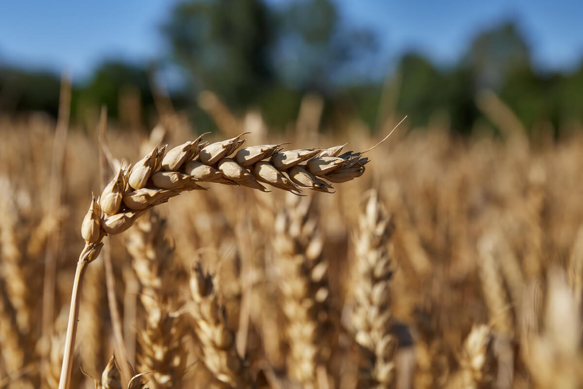 custo de produção rural: foto de plantio de soja