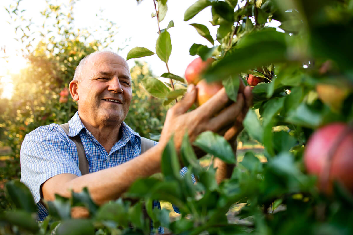 gestão de pessoas no agronegócio: homem sorrindo colhe frutas no pomar