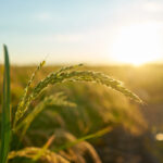 Exploração agrícola: o que é e quais os tipos?