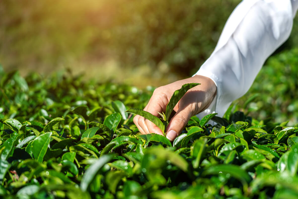 consultoria no agronegócio: mão humana tocando em planta verde