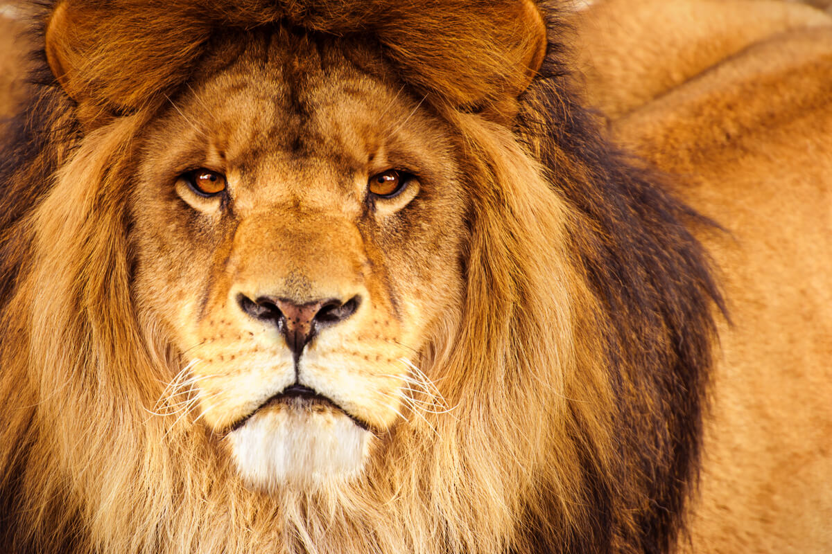 IR 2023: imagem de leão sério olhando para frente